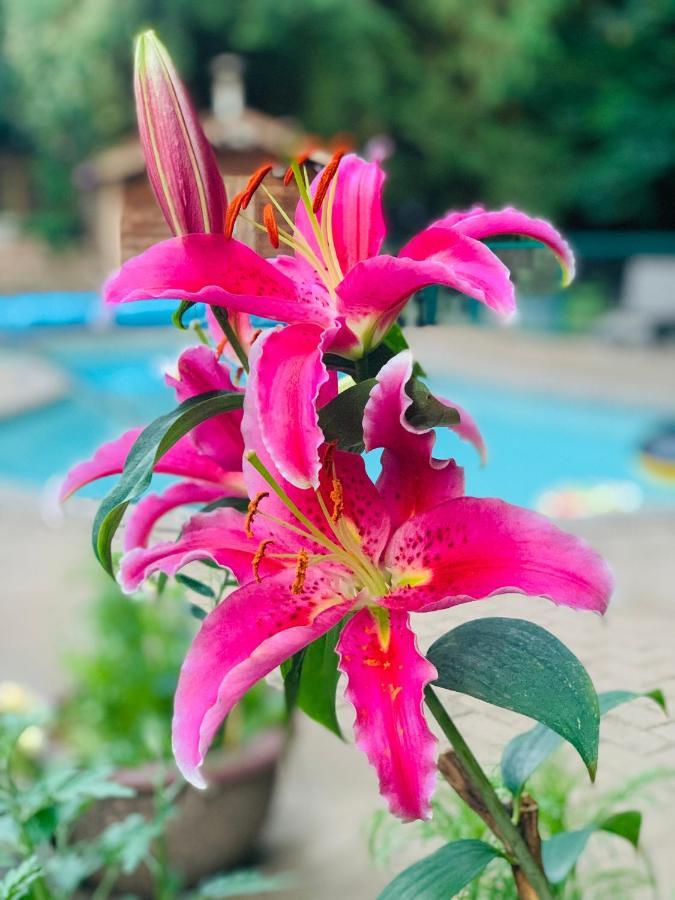 דלתה Resort Style Home Living מראה חיצוני תמונה